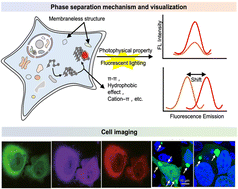 Graphical abstract: Fluorogenic methodology for visualization of phase separation in chemical biology