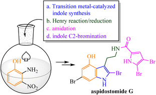 Graphical abstract: Total synthesis of aspidostomide G from a brominated tryptamine