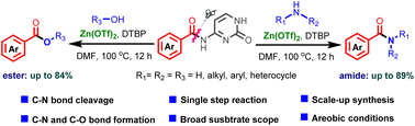 Graphical abstract: Zinc-catalyzed transamidation and esterification of N-benzoyl cytosine via C–N bond cleavage
