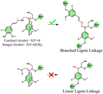 Graphical abstract: Novel lignin polymerization pathway leading to branching in the structure
