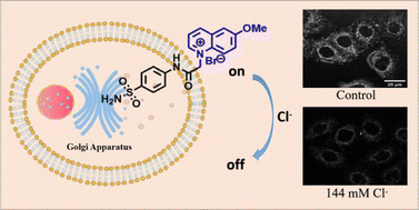 Graphical abstract: Synthesis of a Golgi-targeting fluorescent probe for the selective detection of chloride anions