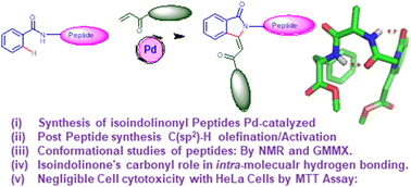 Graphical abstract: Synthesis of N-isoindolinonyl peptides via Pd-catalyzed C(sp2)–H olefination–activation and their conformational studies