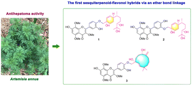 Graphical abstract: Artemannuols A–C, novel sesquiterpenoid–flavonol hybrids with antihepatoma activity from Artemisia annua