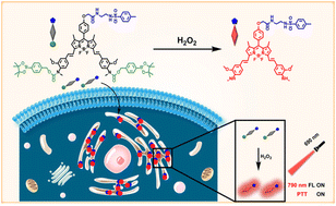 Graphical abstract: An activatable endoplasmic reticulum-targeted probe for NIR imaging-guided photothermal therapy