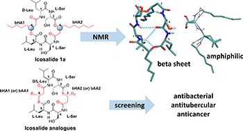 Graphical abstract: Total synthesis, structure elucidation and expanded bioactivity of icosalide A: effect of lipophilicity and ester to amide substitution on its bioactivity