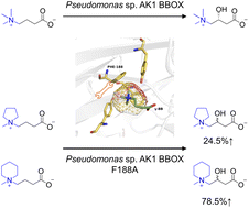 Graphical abstract: New small-molecule alcohol synthesis by breaking the space limitation of the “aromatic cage” in Pseudomonas sp. AK1 BBOX