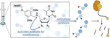 Graphical abstract: Deploying solid-phase synthesis to access thymine-containing nucleoside analogs that inhibit DNA repair nuclease SNM1A