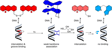 Graphical abstract: Switching between DNA binding modes with a photo- and redox-active DNA-targeting ligand, part II: the influence of the substitution pattern