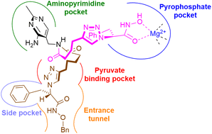Graphical abstract: Open-chain thiamine analogues as potent inhibitors of thiamine pyrophosphate (TPP)-dependent enzymes