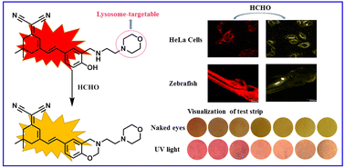 Graphical abstract: A lysosome-targetable fluorescent probe for the ratiometric detection of formaldehyde in living cells and in vivo