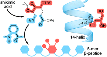 Graphical abstract: β-Peptides incorporating polyhydroxylated cyclohexane β-amino acid: synthesis and conformational study