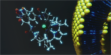 Graphical abstract: Anion binding and transport with meso-alkyl substituted two-armed calix[4]pyrroles bearing urea and hydroxyl groups