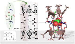 Graphical abstract: Selective binding of oxalate by a tris-ureido calix[6]tube in a protic environment