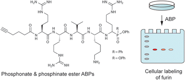 Graphical abstract: Furin-targeting activity-based probes with phosphonate and phosphinate esters as warheads