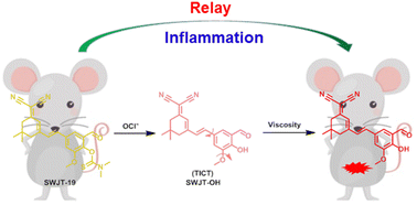 Graphical abstract: Sequential detection of inflammation-related hypochlorite ions and viscosity with a relay fluorescent probe