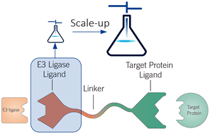 Graphical abstract: Efficient, multi-hundred-gram scale access to E3 ubiquitin ligase ligands for degrader development