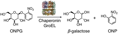 Graphical abstract: Chaperonin GroEL hydrolyses ortho-nitrophenyl β-galactoside