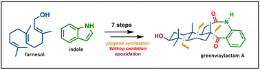 Graphical abstract: A biomimetic approach for the concise total synthesis of greenwaylactams A–C