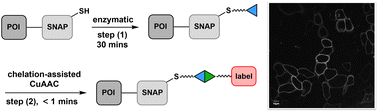 Graphical abstract: SNAP-tagging live cells via chelation-assisted copper-catalyzed azide–alkyne cycloaddition