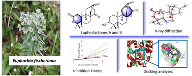 Graphical abstract: Discovery of two ent-atisane diterpenoid lactones with AChE inhibitory activity from the roots of Euphorbia fischeriana