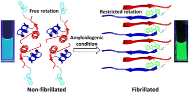 Graphical abstract: An unnatural amino acid modified human insulin derivative for visual monitoring of insulin aggregation