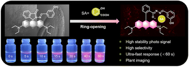 Graphical abstract: Rhodamine-based fluorescent sensors for the rapid and selective off–on detection of salicylic acid and their use in plant cell imaging