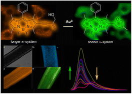 Graphical abstract: A reaction-based scenario for fluorescence probing of Au(iii) ions in human cells and plants