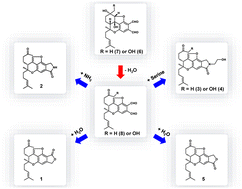 Graphical abstract: Identification of new bisabosqual-type meroterpenoids reveals non-enzymatic conversion of bisabosquals into seco-bisabosquals