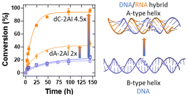 Graphical abstract: Role of helicity in the nonenzymatic template-directed primer extension of DNA