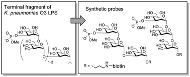 Graphical abstract: Synthesis of methylphosphorylated oligomannosides structurally related to lipopolysaccharide O-antigens of Klebsiella pneumoniae serotype O3 and their application for detection of specific antibodies in rabbit and human sera