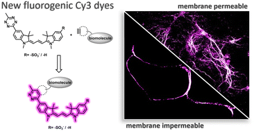 Graphical abstract: Evaluation of bioorthogonally applicable tetrazine–Cy3 probes for fluorogenic labeling schemes