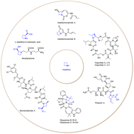 Graphical abstract: Biosyntheses of azetidine-containing natural products