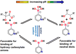 Graphical abstract: Zwitterion–neutral form equilibria and binding selectivity of pyridineboronic acids