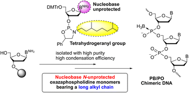 Graphical abstract: Solid-phase synthesis of oligodeoxynucleotides using nucleobase N-unprotected oxazaphospholidine derivatives bearing a long alkyl chain