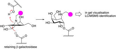 Graphical abstract: The development of a broad-spectrum retaining β-exo-galactosidase activity-based probe