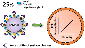 Graphical abstract: Cell internalization kinetics and surface charge accessibility of surface-modified PAMAM dendrimers