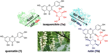 Graphical abstract: Functional characterization of two efficient glycosyltransferases catalysing the formation of rutin from Sophora japonica L.