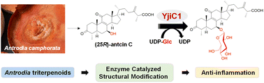 Graphical abstract: Regio-specific enzymatic glucosylation of triterpenoids from Antrodia camphorata and their biological activities