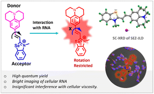 Graphical abstract: Julolidine-based small molecular probes for fluorescence imaging of RNA in live cells