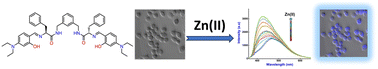 Graphical abstract: Intracellular Zn(ii) induced turn-on fluorescence of an l-phenylalanine-derived pseudopeptide