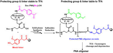 Graphical abstract: A safety-catch protecting group strategy compatible with Boc-chemistry for the synthesis of peptide nucleic acids (PNAs)