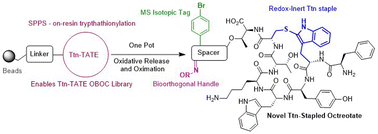 Graphical abstract: Toward tryptathionine-stapled one-bead-one-compound (OBOC) libraries: solid phase synthesis of a bioactive octretoate analog