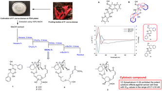 Graphical abstract: N-Hydroxy-Phe-Phe, a new dipeptide, and cytotoxic macrocyclic trichothecenes from the lethal toxic mushroom Podostroma cornu-damae