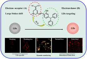 Graphical abstract: A wash-free fluorescent probe with a large Stokes shift for the identification of NAFL through tracing the change of lipid droplets