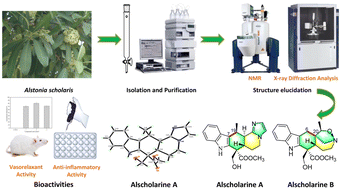 Graphical abstract: Alscholarines A and B, two rearranged monoterpene indole alkaloids from Alstonia scholaris