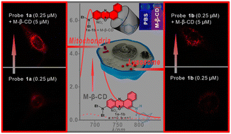 Graphical abstract: Improved emission performance of benzo[a]phenoxazine in aqueous solution through host–guest interaction