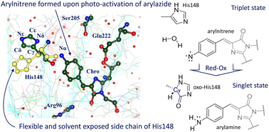 Graphical abstract: Histidine-assisted reduction of arylnitrenes upon photo-activation of phenyl azide chromophores in GFP-like fluorescent proteins