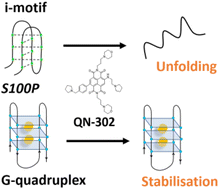 Graphical abstract: QN-302 demonstrates opposing effects between i-motif and G-quadruplex DNA structures in the promoter of the S100P gene