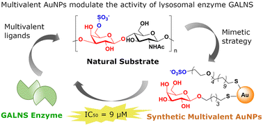 Graphical abstract: Gold nanoparticles decorated with monosaccharides and sulfated ligands as potential modulators of the lysosomal enzyme N-acetylgalactosamine-6-sulfatase (GALNS)