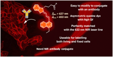 Graphical abstract: Effective synthesis, development and application of a highly fluorescent cyanine dye for antibody conjugation and microscopy imaging